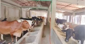 From haat to farm: Cumilla buyers seek relief from high hasil, hassle