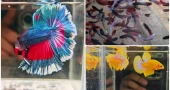 From hobby to livelihood: Patuakhali youth makes over Tk 100,000 a month from ornamental fish