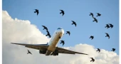 Bird strikes threaten aircraft safety in Bangladesh; monitoring system lies inoperative