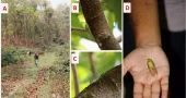 New cicada species identified in Bangladesh
