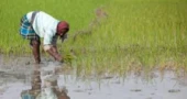 Can Bangladesh reverse the decline in farming hands?