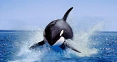 Severed fins suggest killer whales may hunt their own species, study says