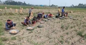 Munshiganj’s potato farmers grapple with low prices despite bumper harvest
