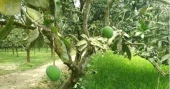 Rangpur’s Haribhanga mango expected to exceed Tk 250cr in trade as harvest nears