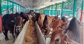 Chandpur farmers pin hopes on fair prices as 66,000 sacrificial animals ready