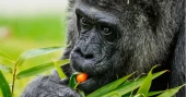 Fatou, world’s oldest captive gorilla, celebrates 69th birthday in Berlin