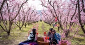 Pink peach blossoms draw crowds in northern Greece