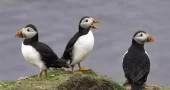 Severe weather likely cause of puffin deaths