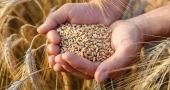 Cabinet body okays import of 2.7 lakh tonnes of wheat
