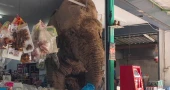 Snack Attack! Hungry wild elephant raids Thai grocery store for rice crackers, bananas