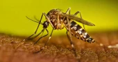 Dengue cases hit record daily high, deaths second-highest this year
