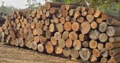 Timber worth Tk 10 lakh seized in Khagrachari