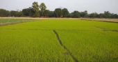 Govt to procure Boro paddy at Tk 36, rice Tk 49