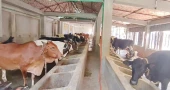 Cattle farmers worried over profits, seek curb on Indian influx