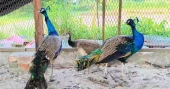 A peacock hobby that grew into a Tk 28 lakh venture