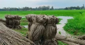 Low yields, uncertain prices worry jute farmers in Lalmonirhat