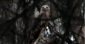 Kidnapped eagle returns to Serbia after dramatic rescue across the Middle East