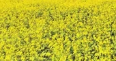 Sirajganj’s mustard fields bloom into golden seas, promise bumper harvest
