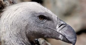Vultures often go unappreciated—African Conservationists want to change that