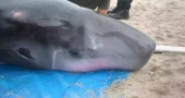 Scientists discover previously unknown bacteria in elusive pygmy sperm whales
