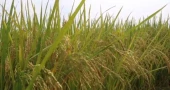 Low paddy prices leave Naogaon farmers reeling despite bumper yield