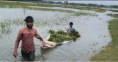 NCP demands emergency govt support for flood-affected farmers
