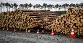 German court says Tesla can fell trees at site of new plant