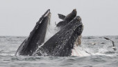 Whale 'swallows' sea lion: 'It was a once-in-a-lifetime event'