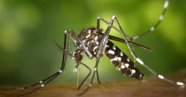 13 Tips to Avoid Mosquito Bites