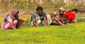 Faridpur farmers losing interest in boro crops