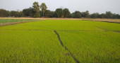 Khulna farmers losing interest in boro paddy cultivation