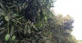 Mangoes dropping early in Rajshahi amid intense heat; growers, traders  worried