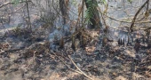 Sundarbans fire under control: Home Minister informs Cabinet