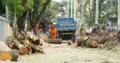 Save Environment: Writ petition filed to stop cutting trees