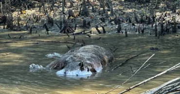 Tiger found dead in Sundarbans