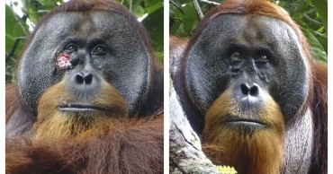 A wild orangutan used a medicinal plant to treat a wound, scientists say