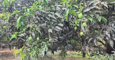 Fear of fruit failure grips mango growers in Chapainawabganj as heatwave Intensifies