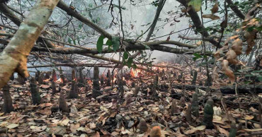 Sundarbans fire proving difficult to put out