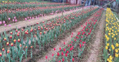 Tulips bloom an unconventional startup story