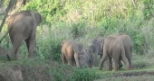 Sherpur man killed in wild elephant attack