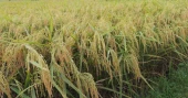 70% Boro paddy of haor areas harvested: Agriculture Ministry