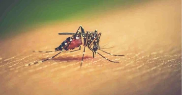 Dengue death toll stands at 113 as another die, 1034 more hospitalised in 24 hrs