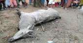 Nilgai dies trying to escape capture by villagers in Thakurgaon