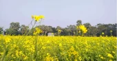 Farmers expect bumper mustard yield in Khulna