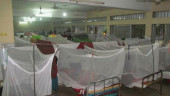  203 new dengue patients hospitalised in 24 hrs