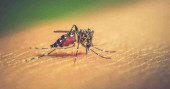 Bangladesh records 1 new dengue case