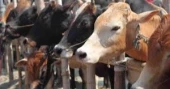 1.30 crore sacrificial animals to be supplied during Eid-ul-Azha