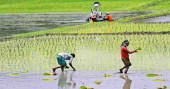 Covid-19: Govt to focus on agriculture to accelerate economic recovery