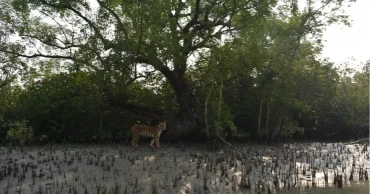 Tiger census: Installation of cameras begins in Sundarbans
