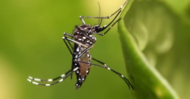Dengue Prevention: 10 Home Remedies to Repel Mosquitoes